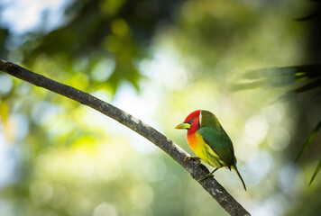 Andenbartvogel (Eubucco bourcierii) in Costa Rica
