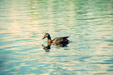 Duck swimming in the water