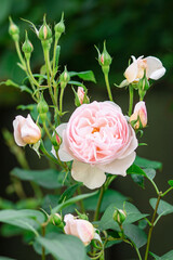 Charming pink English rose Austin in the garden with closed buds.