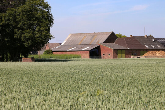 bauernhof und kornfeld