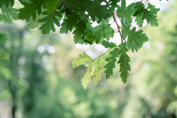 Fototapeta na wymiar Close up of tree leaves nature background.