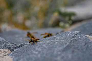 A wasp sits on a rock on a summer evening