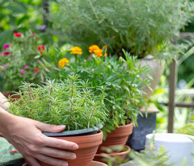 Hands of a girl holding a pot of plants in the garden, gardening in summer