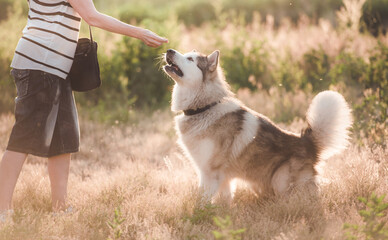 Loyal dog with girl while walking