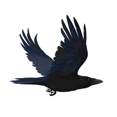 Colorful vector illustration of smart bird Corvus Corax in hand drawn realistic style isolated on white background. Realistic raven flying. Element for your design, print, decoration.