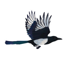 Colorful vector illustration of intelligent bird Eurasian Magpie in hand drawn realistic style isolated on white background. Realistic magpie flying. Element for your design, print, decoration. - obrazy, fototapety, plakaty