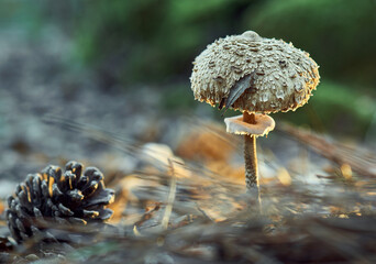 Detail of a mushroom in the forest at sunset