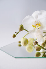 Scene with geometrical forms and trendy shadows