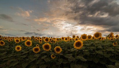 Obraz premium Field of sunflowers on the sunset