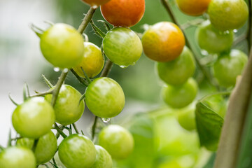Green tomatoes on farm
