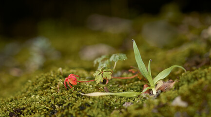 Detail of a piece of moss in the field with water drops