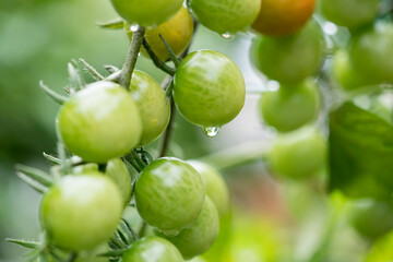 Green tomatoes on farm