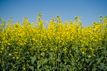 A single branch of blooming rapeseed, blooming canola, yellow flowers in spring