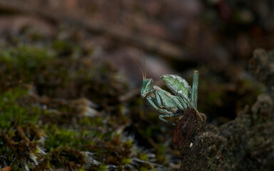 Small insect photographed on a piece of moss in its environment