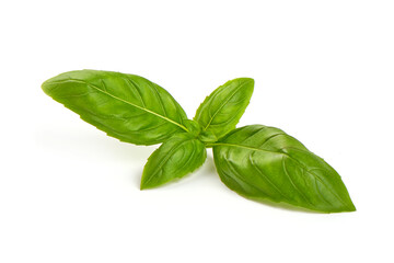 Fresh basil leaves, isolated on white background