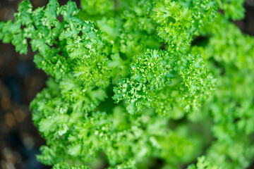 Healthy lifestyles. Homegrown produce. Parsley .