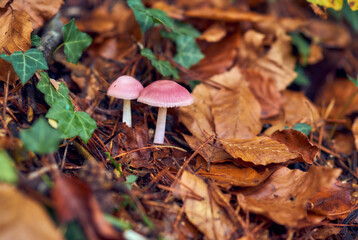 Inedible wild mushrooms surrounded by grass, moss and leaves