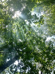 light through the foliage