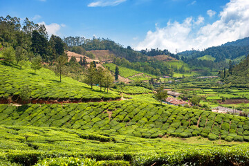 Beautiful landscape view of tea plantations all over Munnar in K