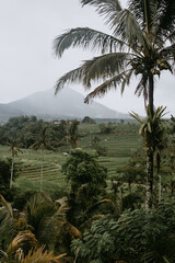 Fototapeta na wymiar rice terraces Tegalalang in Indonesia