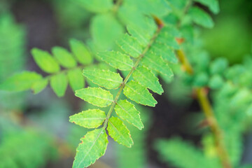 Japanese pepper tree
