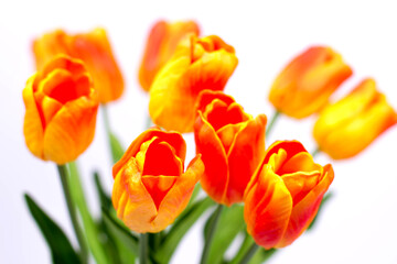 Bouquet of orange-red tulips on a white background