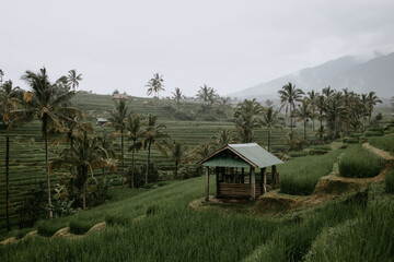 rice terraces Tegalalang in Indonesia