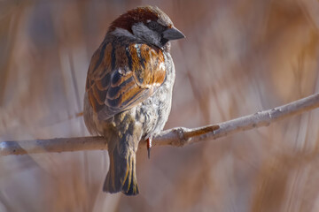 Sparrow sitting on a branch.