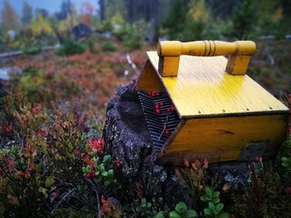 Wild growing lingon berries closeup, Swedish nature