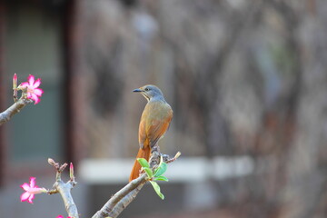 Collared Palm Thrush