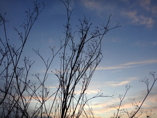 Silhouette of a Tree with Bare Branches against a Cloudy Sky at Sunset