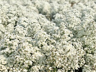 White flowers in the garden 