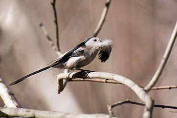 Long-tailed Tit