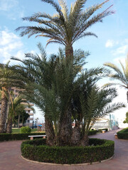 Palm tree in a flowerbed in south mediterranean city