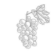 vector drawing grape