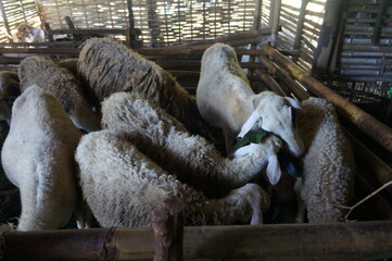 sheep in a low-light farm enclosure