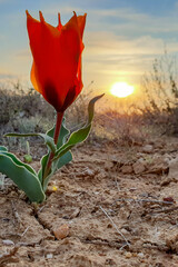 Lonely steppe tulip reaches for the setting sun, Baikonur, Kazakhstan