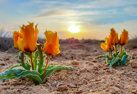 Fairytale landscape - steppe tulips at sunset, Baikonur, Kazakhstan