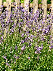 Obraz premium lavender, flower of the medicinal herb at an old wooden fence