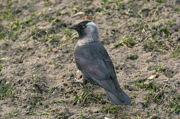 Jackdaw on the spring field.