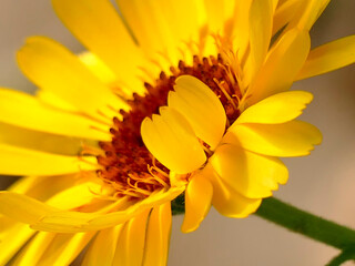 Calendula, medicinal plant with flower