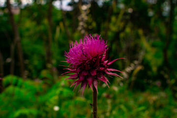 flower in the garden