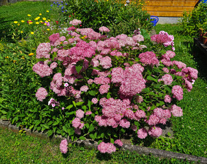 Rispen-Hortensie, Hydrangea paniculata; hydrangea