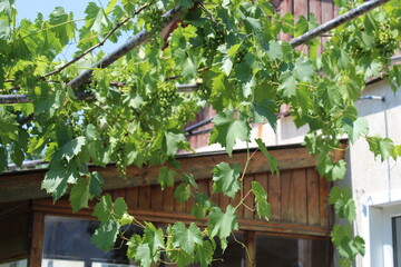 Fototapeta na wymiar Green leaves and berries of grapes in the garden 