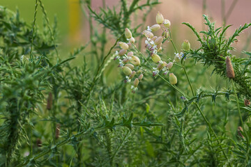 Colorful flowers in the meadow with green background.