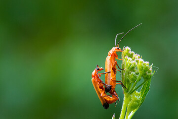 Téléphore fauve - Rhagonycha fulva