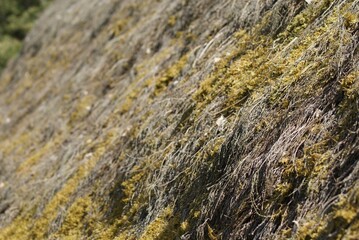 Thatch roof