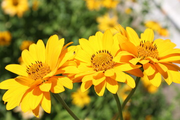 Three yellow camomile flowers blooming in the garden sunny day