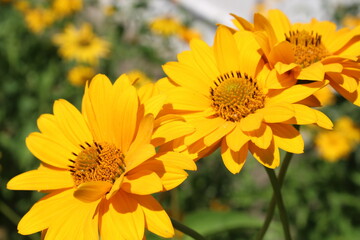 Three yellow camomile flowers blooming in the garden sunny day