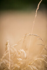 Wiese mit Grashalmen